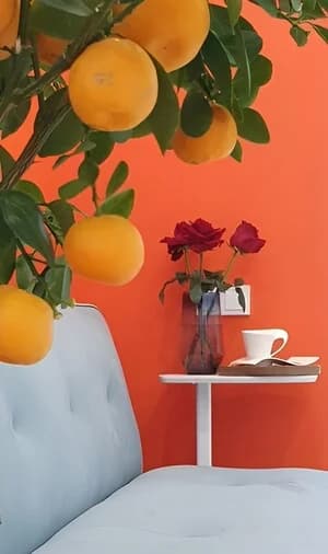 мандариновое дерево в рецепшен